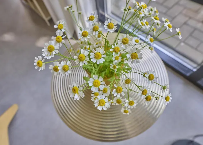 Quercus * Valkenswaard